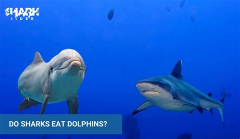 Predator Vs Prey Do Sharks Eat Dolphins Shark Sider