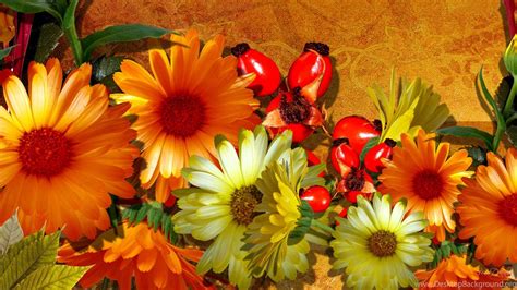 Fall Flowers Wallpapers Hd Wallpapers And Pictures Desktop