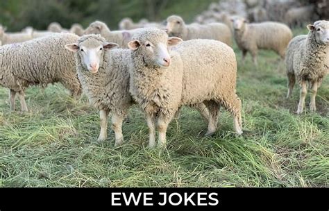 75 Ewe Jokes And Funny Puns Jokojokes