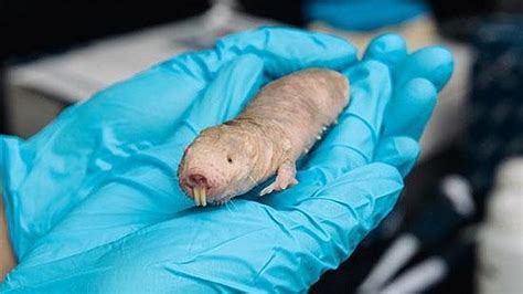 La rata topo desnuda resistente al cáncer elegida animal de CajalesyGalileos