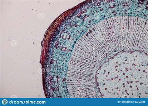 In bamboo, as in other grasses, the internodal regions of the stem are usually hollow and the vascular bundles in the cross section are scattered throughout the stem instead of in a cylindrical arrangement. Cross-section Dicot, Monocot And Root Of Plant Stem Under ...