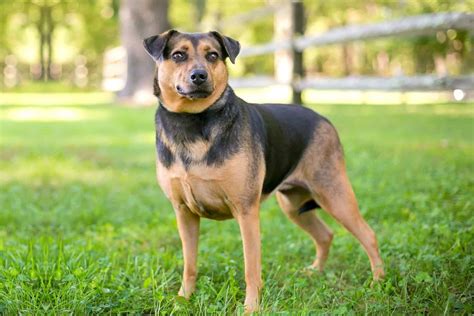 German Shepherd Hound Mix Info Pictures Facts And More