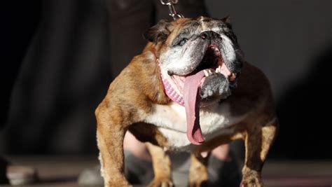 Worlds Ugliest Dog Title Goes To Zsa Zsa The English Bulldog
