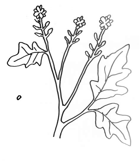 Mustard Seed Coloring Pages Learny Kids