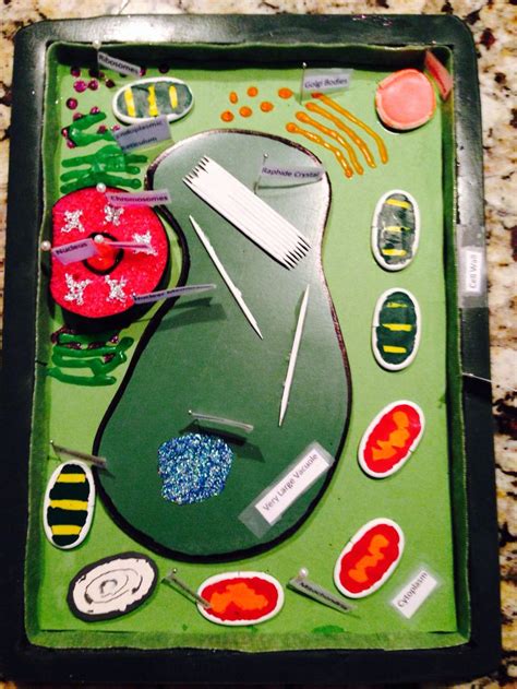 Science Project 7th Grade 3 D Plant Cell Model Plant Cell Project
