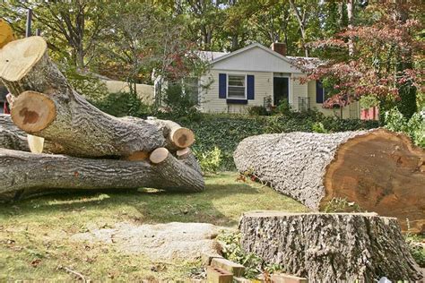 How To Cut Down A Large Tree Near A House 6 Steps For Safe Tree