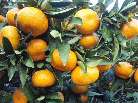 20 Tangerine Mandrin Orange Citrus Reticulata Fruit Tree Seeds Etsy