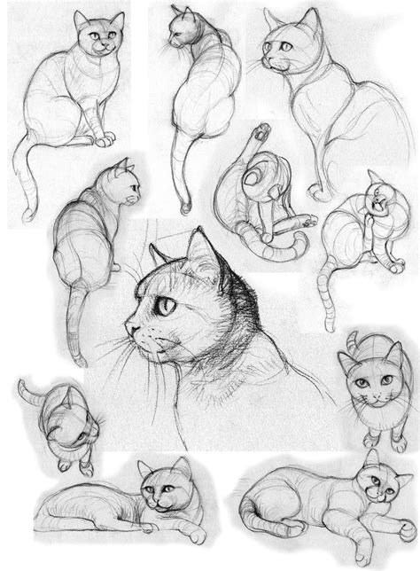 Cat Poses I By Jennomat On Deviantart Cats Art Drawing Cat Drawing