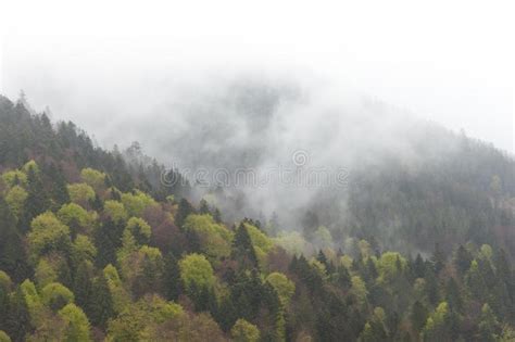 Misty Foggy Mountain Landscape With Fir Forest In Low Lying Cloud