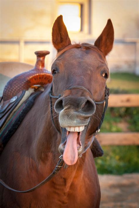 21 Funny Things You Didnt Know About Horses