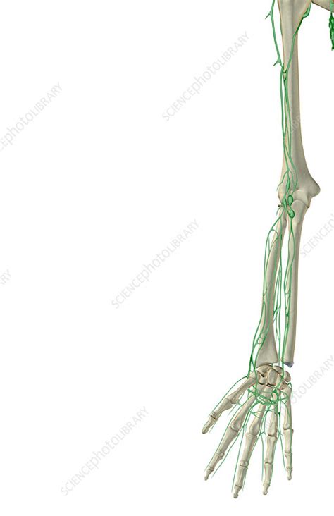 The Lymph Supply Of The Upper Limb Stock Image F0014357 Science