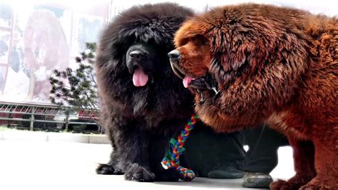 19 Worlds Largest Dog Breeds You Wish You Owned Dailyforest