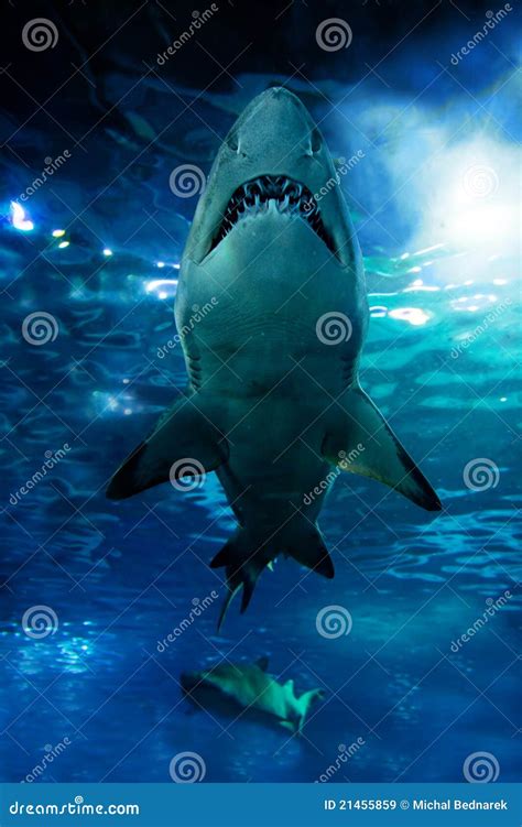 Shark Silhouette Underwater Royalty Free Stock Images Image 21455859