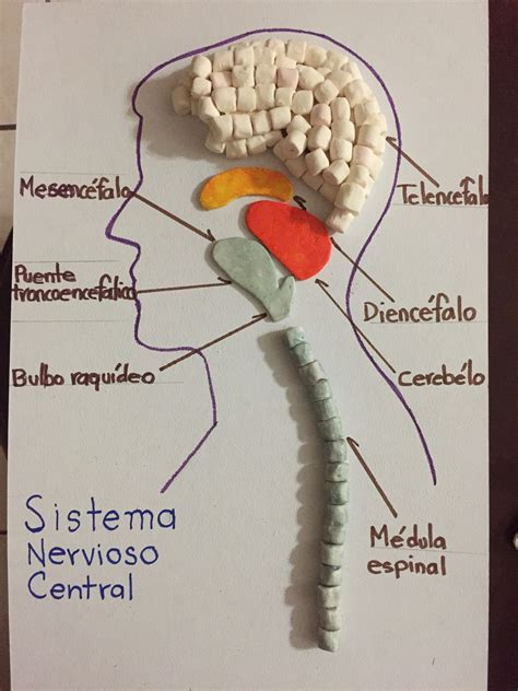 Maquete Sistema Nervoso Central Ictedu