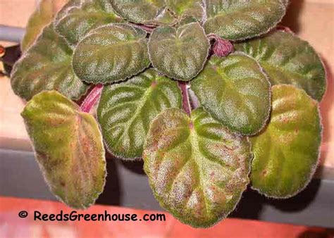 Over time, the symptoms spread upward. African Violet Leaf-ID, Violet Leaf Problem, orchids ...
