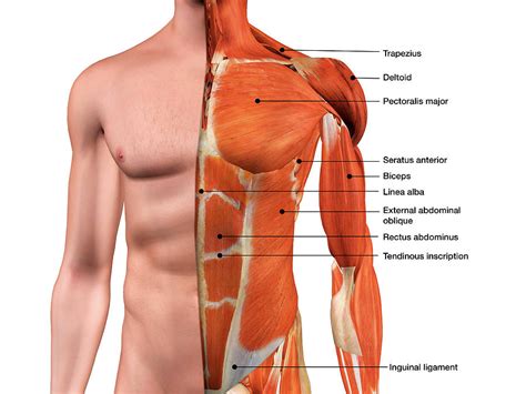 Male Chest Muscles Anatomy Chest Muscles Anatomy Images Stock Photos