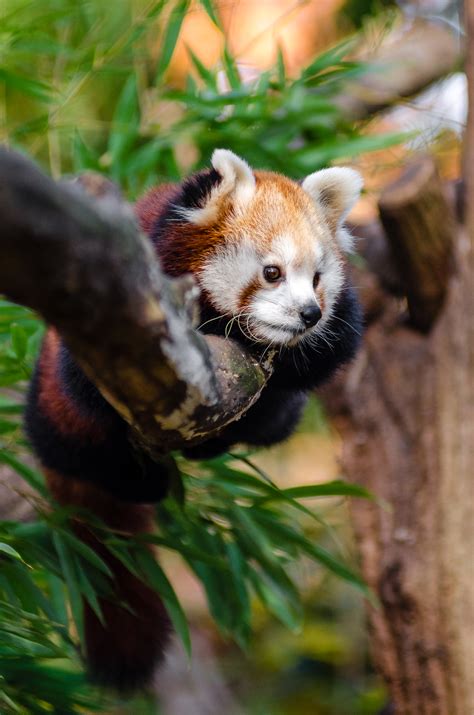 Red Panda On Tree Trunk During Daytime · Free Stock Photo