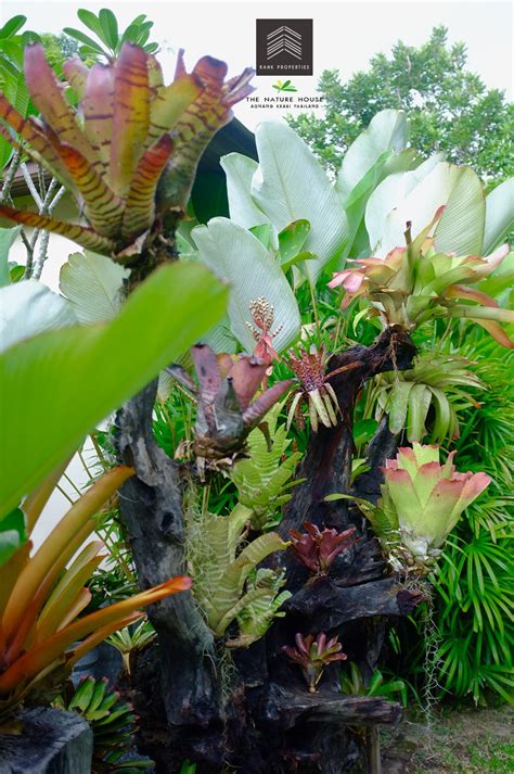 Our Bromeliads The Nature House Aonang Krabi Thailand