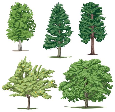 Clipart trees realistic, Clipart trees realistic Transparent FREE for download on WebStockReview ...