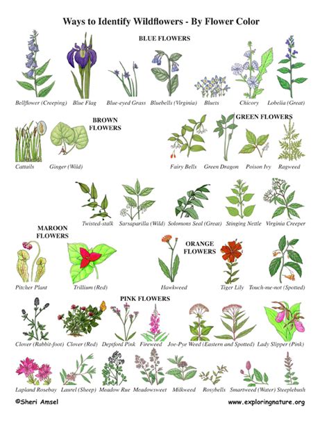 We did not find results for: Wildflower Identification by Color