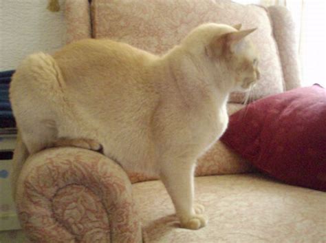 Cats In Awkward And Strange Positions Pics
