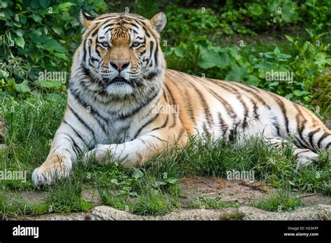 Amur Tiger Panthera Tigris Altaica Is Lying On The Ground Captive