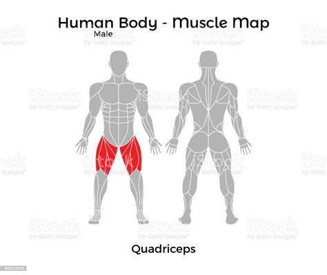 Male Human Body Bản Đồ Cơ Bắp Quadriceps Hình Minh Họa Sẵn Có Tải