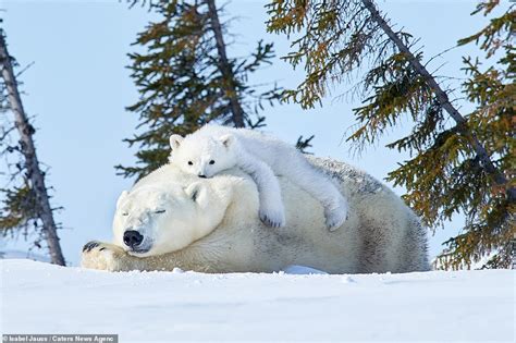 Having A Snowblast Adorable Rare Polar Bear Triplets Cuddle And