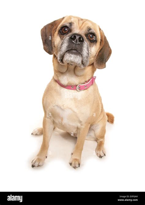 Puggle Hi Res Stock Photography And Images Alamy