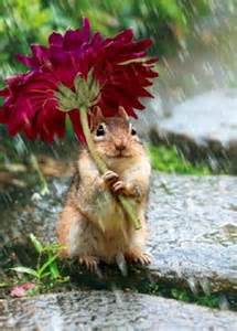 Image result for Squirrel with Flower Umbrella