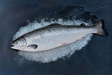 Atlantic Salmon அட்லாண்டிக் சால்மன் Order Fresh Sea Food Online