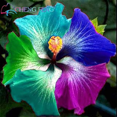 100 Pcs Giant Rainbow Hibiscus Flower Plants Chinese Diy Plant Hibiscus