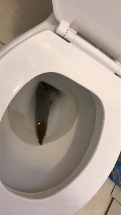 A Very Wide And Decently Long Poop Rlargepoop