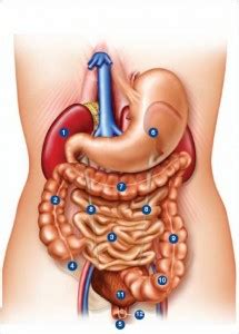 Cancers of both organs are often grouped together as the colon is the first five feet of the large intestine. Colon ascendens | Algemeen | Menselijk Lichaam - Menselijk ...