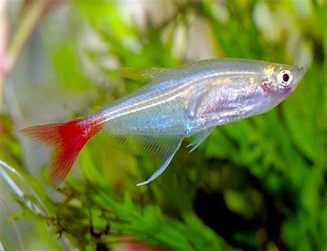 Glass Bloodfin Tetraaphyocharax Anisitsi For Sale Online