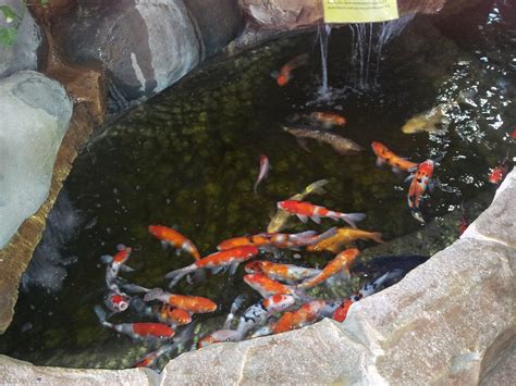 Maybe you would like to learn more about one of these? kedai haiwan di seremban 2...