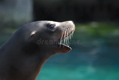 Profile Of A Sea Lion With His Mouth Open Stock Photo Image Of Yawn