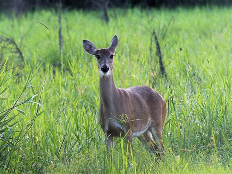 Florida Whitetail Deer Photograph By Patricia Twardzik Fine Art America