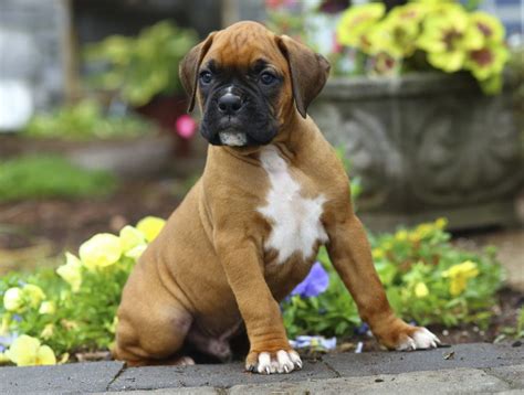 Find photos of terrier mix. Meet the Miniature Boxer, a Mix Breed of Boxer and Boston ...