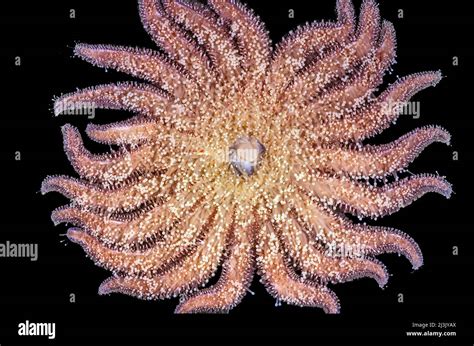 Sunflower Starfish Underside Showing Stomach Pycnopodia Helianthoides