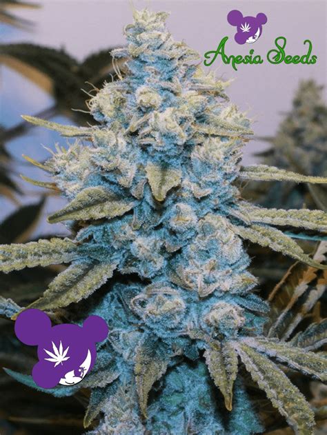 Gorilla Glue 4 Bud Buddies Cannabis Seeds And Clones For Sale In