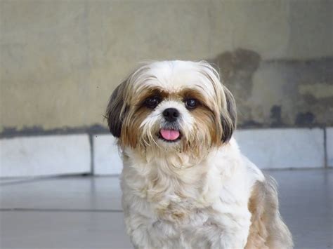 How To Care For Shih Tzu Puppies