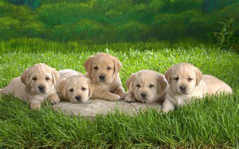 Cute Puppy Pictures Wallpapers Wallpaper Cave