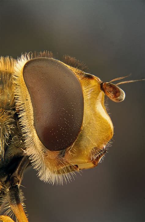Macro Of The Eye Of A Hover Fly Macro Photography Animals Wild