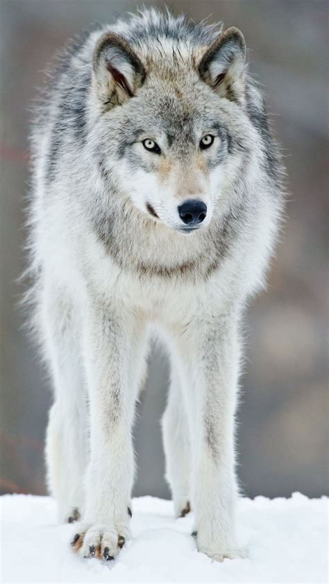 Grey Wolf Quebec Canada Wolfs Heart Pinterest