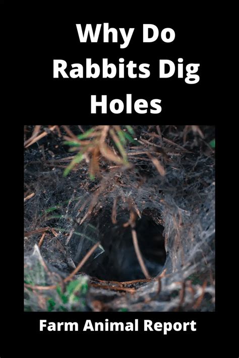 Why Do Wild Rabbits Dig Holes In The Groundwatch