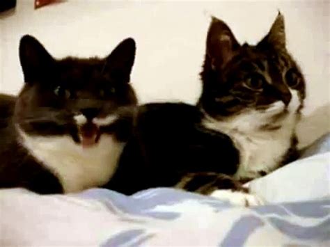 Cats Yelling At Each Other Video Dailymotion