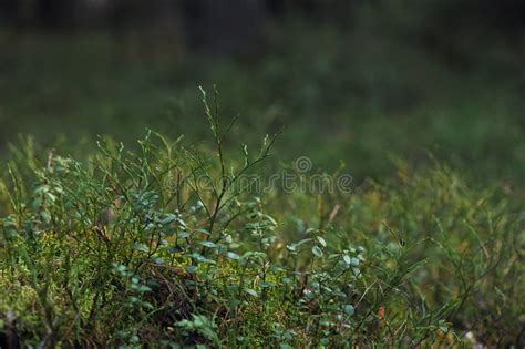 Plants In Autumn Taiga Forest Stock Photo Image Of Organic Shadow