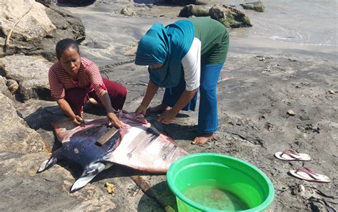 Has Indonesias Ban On The Trade In Manta Ray Gills Succeeded China