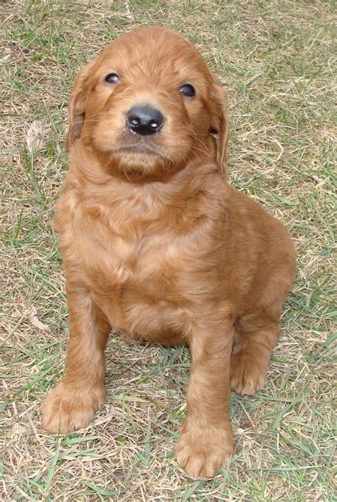 Puppies - Irish Doodle & Goldendoodle Puppies For Sale ...